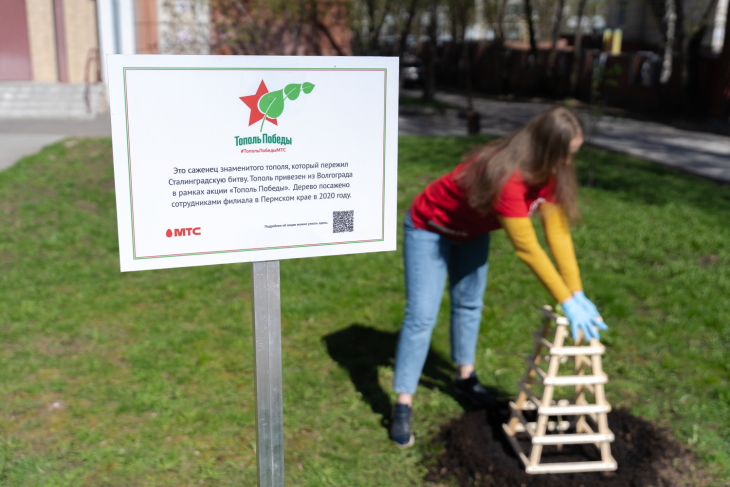 В центре Перми в «Аллее Памяти» на улице Екатерининской, рядом с госархивом, посадили саженец легендарного волгоградского тополя.