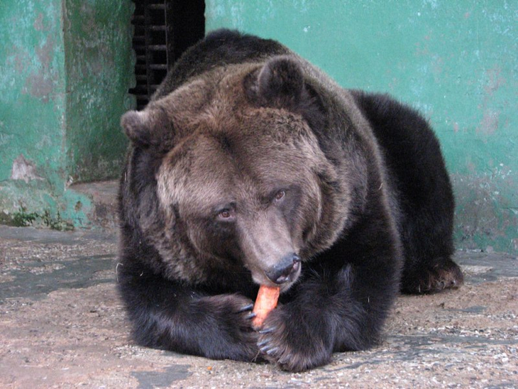 Из-за оттепели в пермском зоопарке проснулись медведи