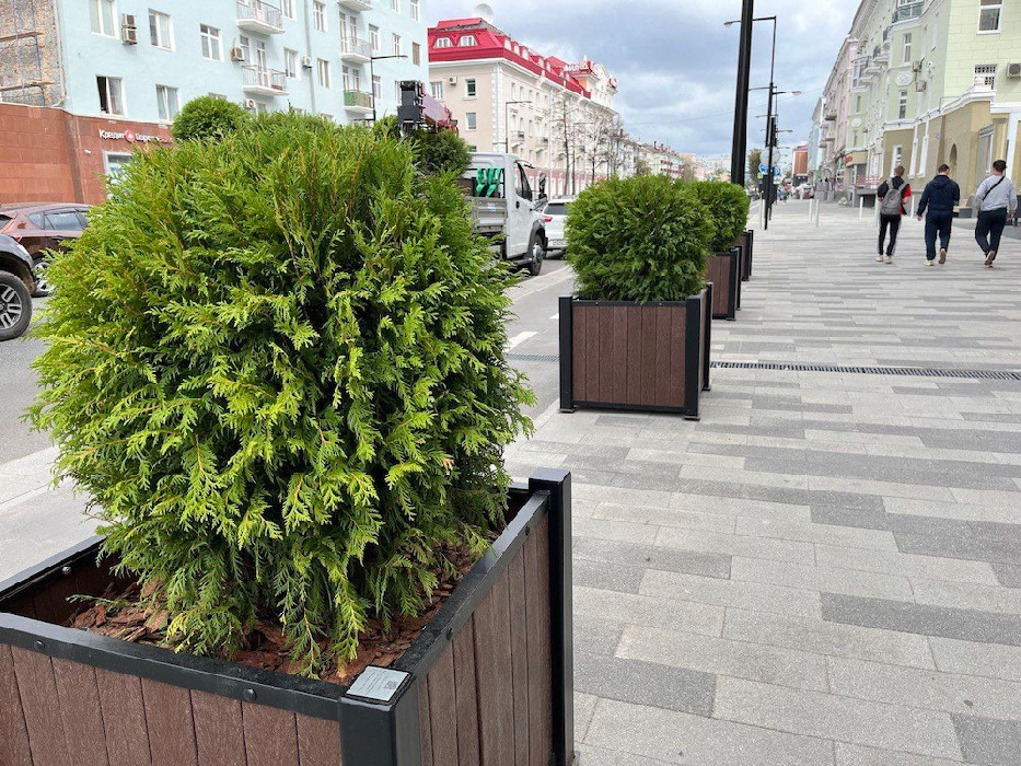 В Перми деревья в кадках через пару лет пересадят на улицы города