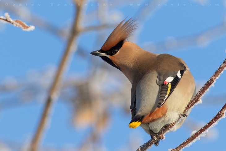 PHOTO: Birds of the Perm Territory - Gorodprizrak