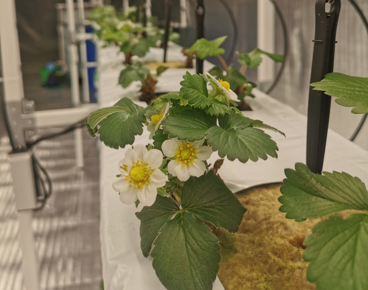 Сити-ферма для производства свежей клубники