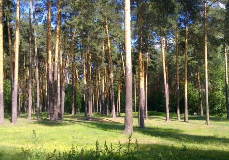 На территории парка можно встретить несколько пород деревьев: обыкновенную сосну, сибирские ель и пихту, берёзу, ольху и осину. 