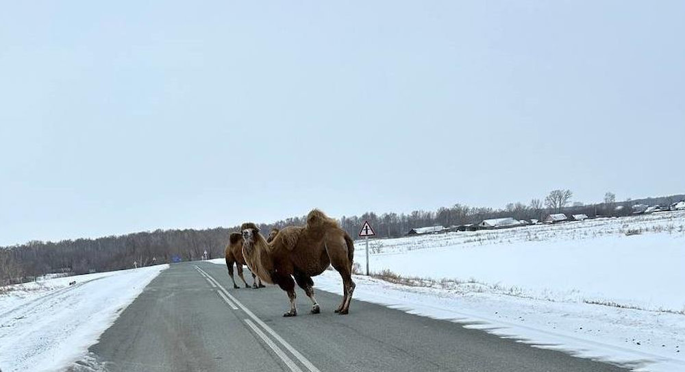 В Прикамье в соцсетях распространяются фейковые фото сбежавших верблюдов