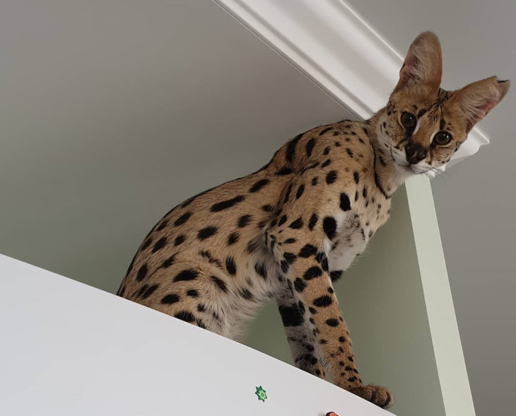 Котенок Сервала Цена