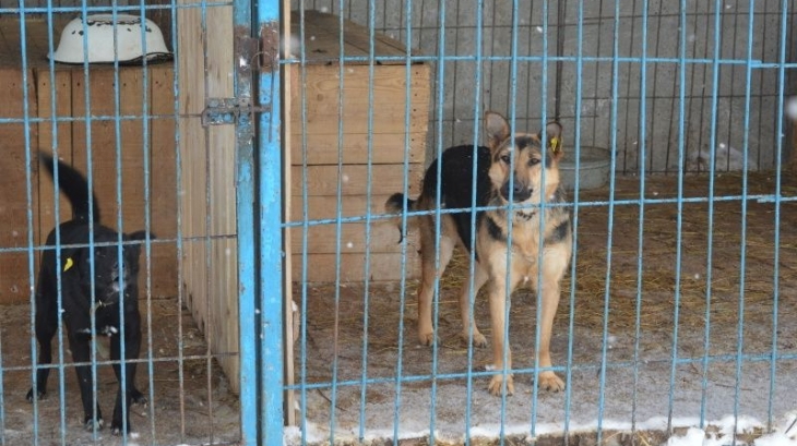 С начала года в Перми отловлено 2,4 тысячи собак