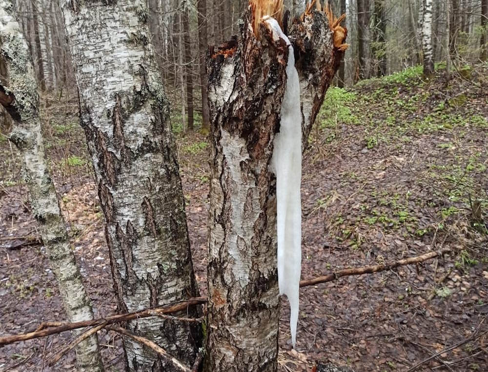 В Пермском крае из-за холодной погоды возникли сосульки из березового сока