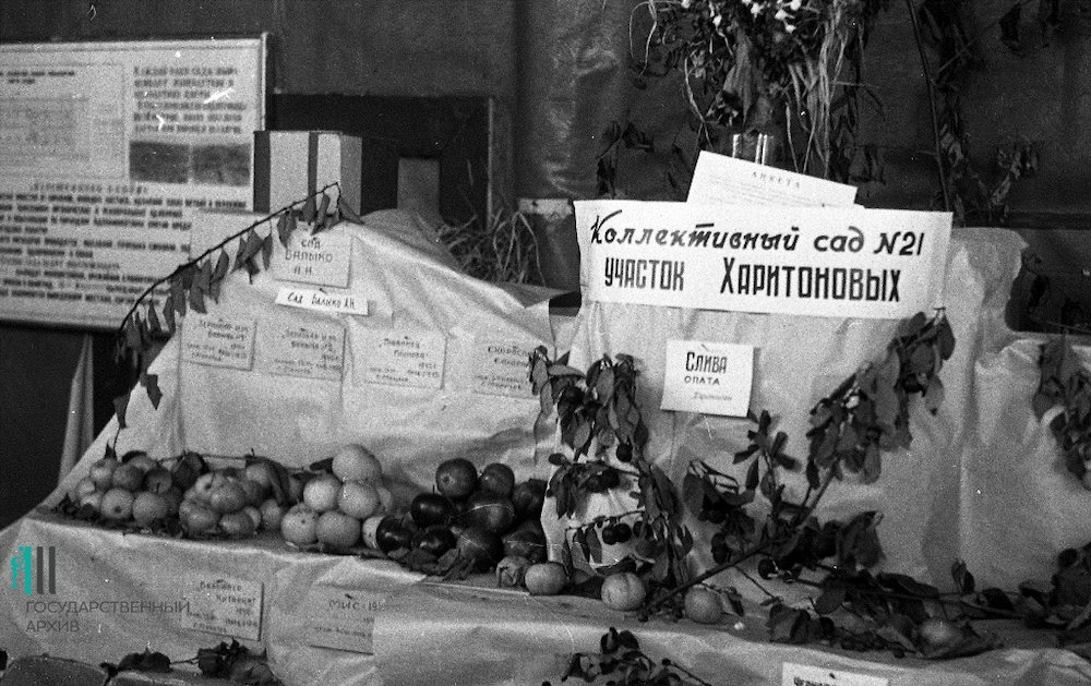 «Дачная жизнь пермяков»