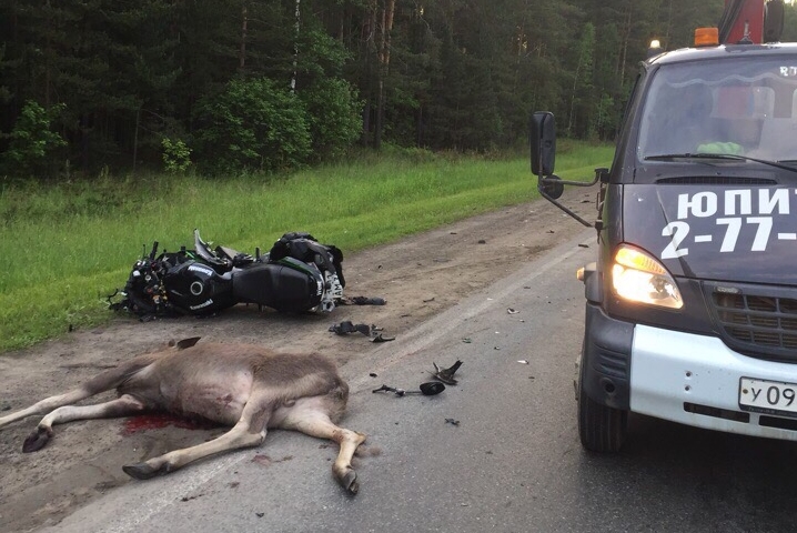 В Перми мотоциклист сбил лося