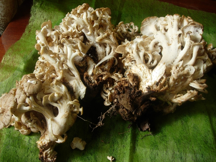 В Кишертском районе местные жители нашли гигантский гриб-баран