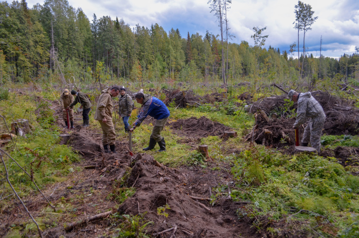 Пермская ЦБК показала ход работ по лесовосстановлению в Прикамье