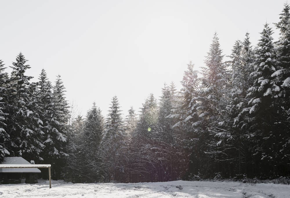 На следующей неделе снегопады продолжатся в наиболее пострадавших от них районах Прикамья