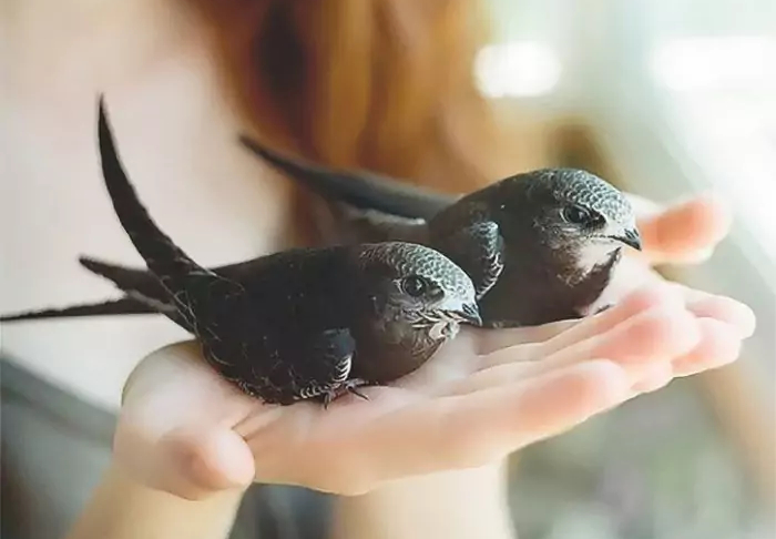 Это будет модульное здание со смотровым кабинетом, карантинной зоной, лабораторией и приемным кабинетом. 