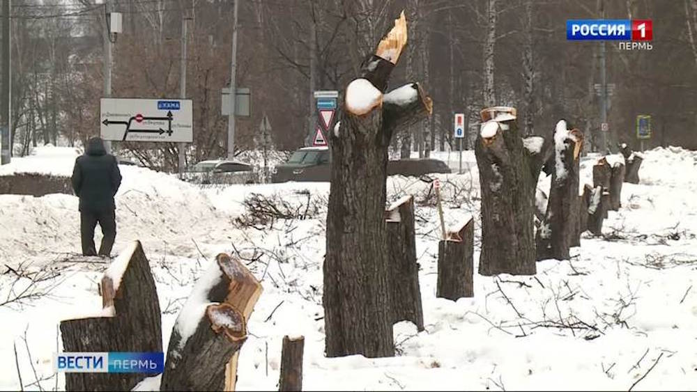 В Перми у площади Гайдара восстановят яблоневый сад