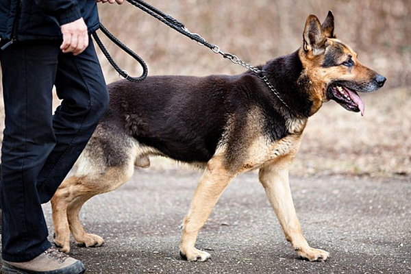 Пермяки начали сдавать собак в аренду для прогулок