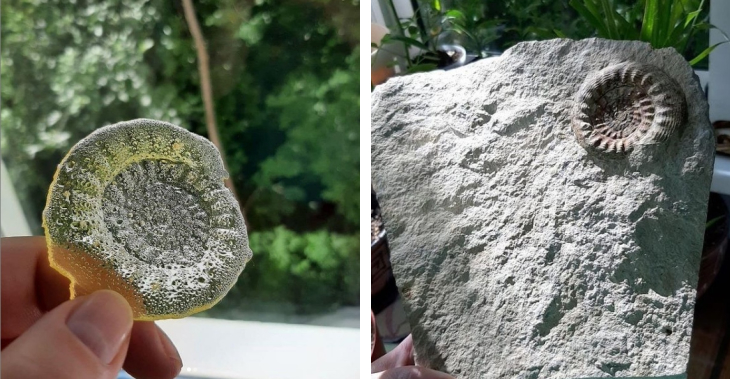 В Перми будут выпускать леденцы в виде окаменелости, которой 280 млн лет