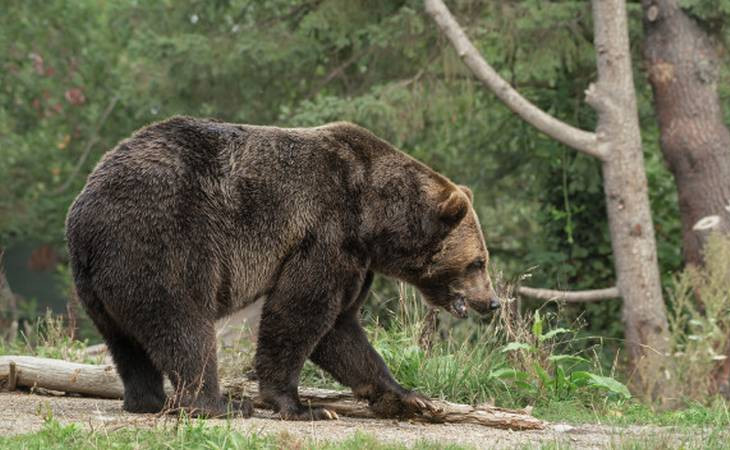 В Чусовом из-за медведя усилено патрулирование города