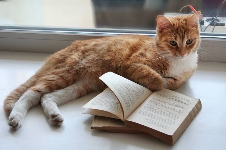 В Перми появится «библиокот» - «Горьковка» планирует приютить бездомного кота