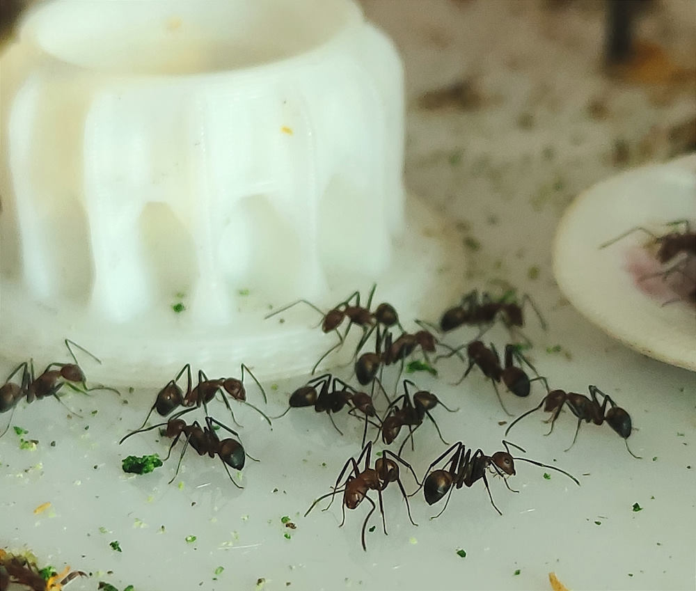 Кто такие мирмикиперы, и как в Перми создают домашние муравьиные фермы