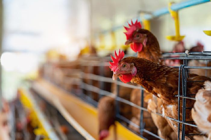 Пермские птицефабрики приняли меры по защите от птичьего гриппа