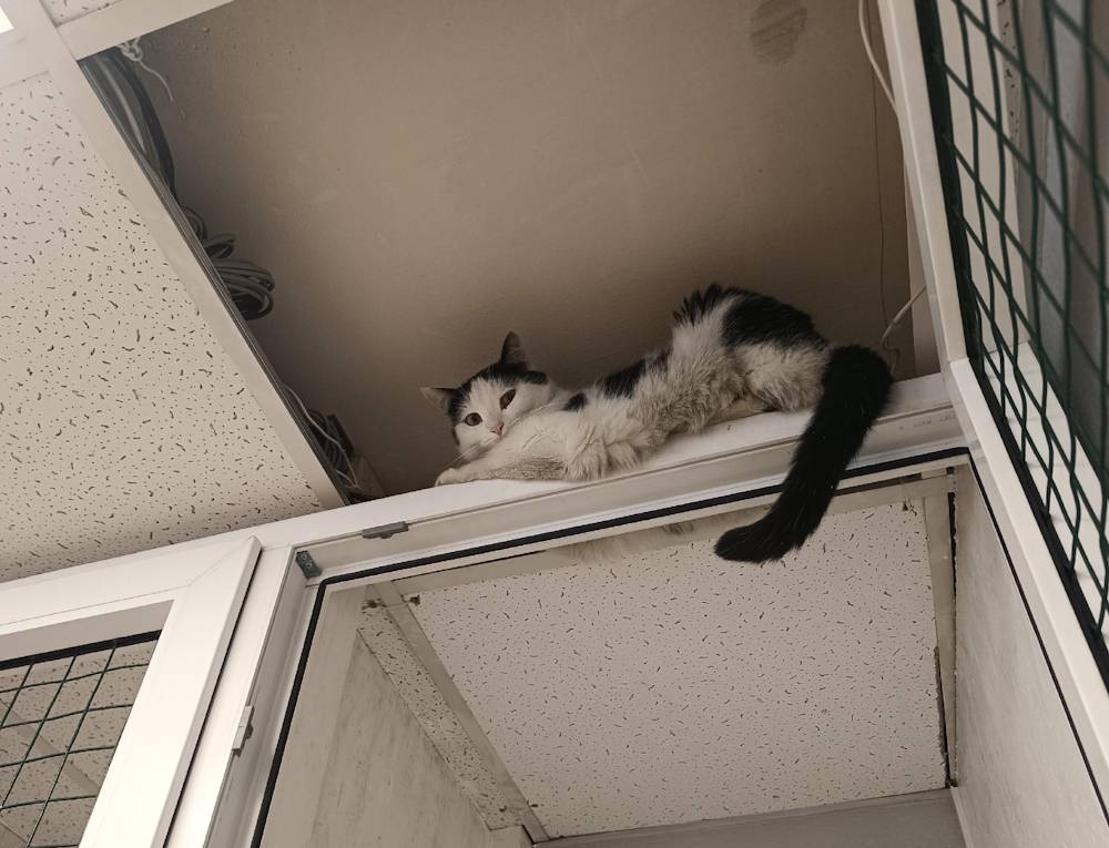 Пермские коты разрушают собственный приют, из любопытства ломая потолок