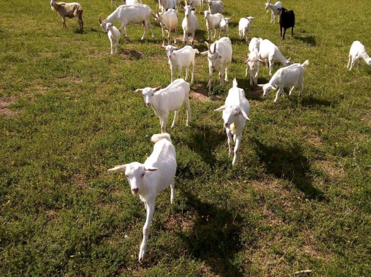 Теперь в хозяйстве более 900 коз зааненской, альпийской и нубийской пород.