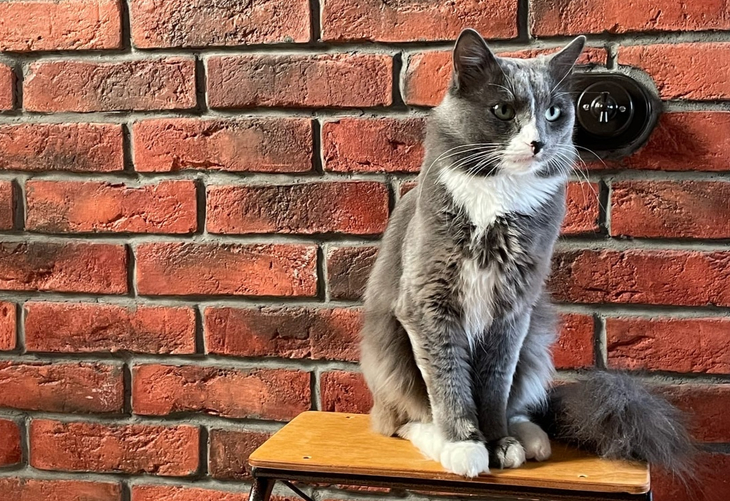 Как коты-сотрудники работают в Перми