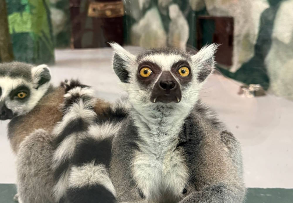 Пермский зоопарк откроет для посетителей новые павильоны с животными