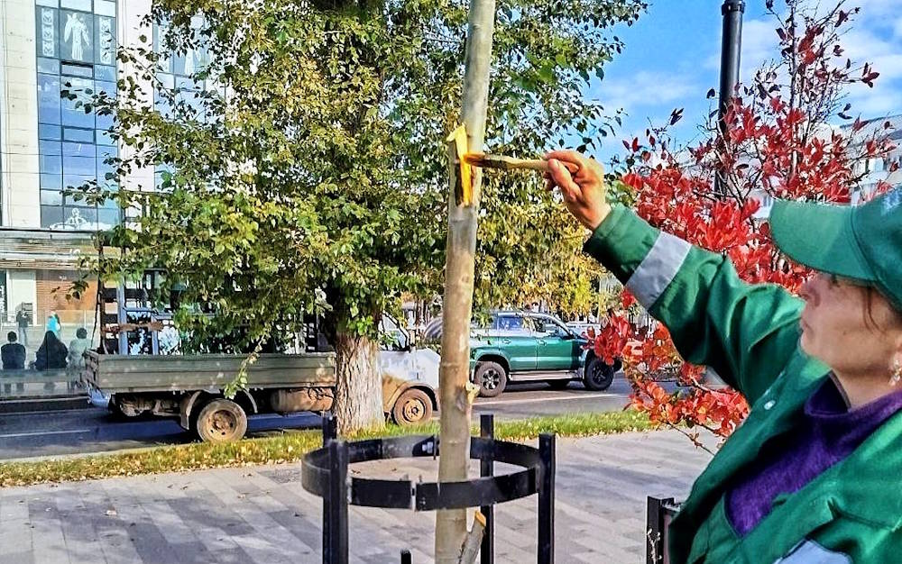 В Перми у отеля «Урал» вандалы обломали саженцы десятка тополей