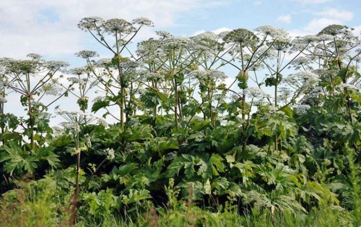 В Перми уберут борщевик на площади в 30 гектаров