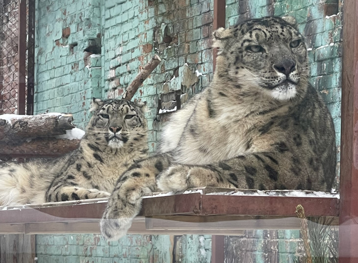 В этом году пермский зоопарк вновь планирует получить потомство снежных барсов