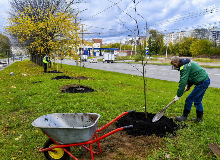 В этом году в Перми высадят 14 тысяч новых деревьев и кустарников