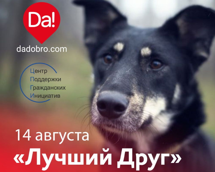 Как в Перми отметят Всемирный день бездомных животных 14 августа