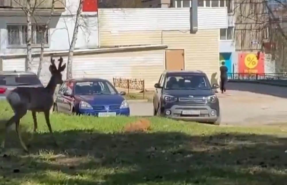 В Чусовом жители хотят спасти косулю, забежавшую в город