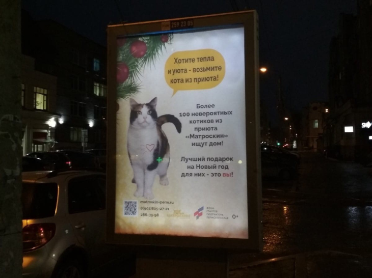 В центре Перми установили билборды с бездомными кошками