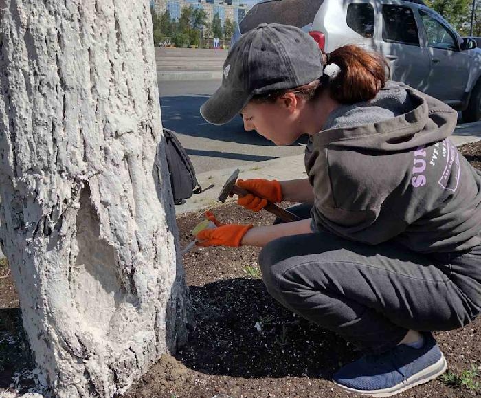 В Перми начали использовать новый способ ухода за деревьями - стволовые инъекции