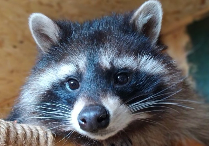 В Перми закрылся единственный питомник енотов