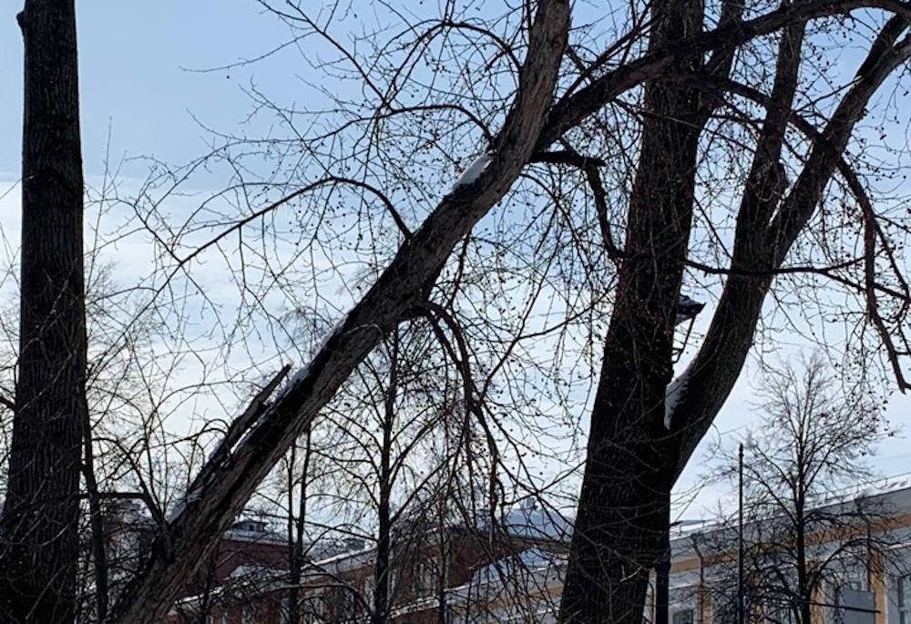 В сквере оперного театра вырубят опасные деревья