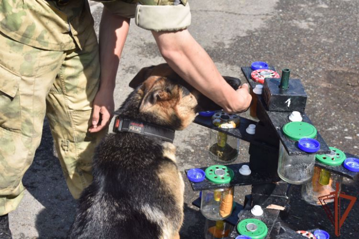 Пермские кинологи запатентовали тренажёр для дрессировки служебных собак