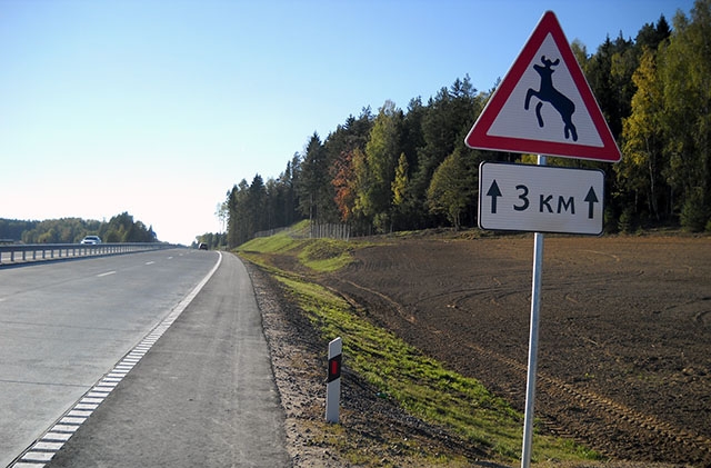 За неделю в Пермском крае произошло 10 ДТП с лосями