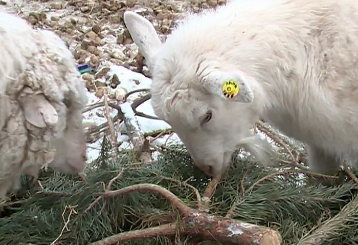 Зоопарк собирает новогодние елки - это витаминная подкормка для животных