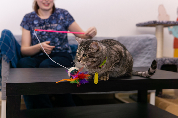 Как коты-сотрудники работают в Перми