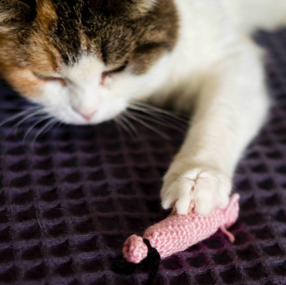 В Перми выпустили линейку аксессуаров для животных в виде сосисок и косточек